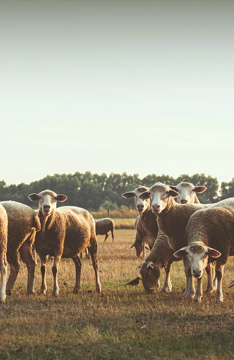 merino wool